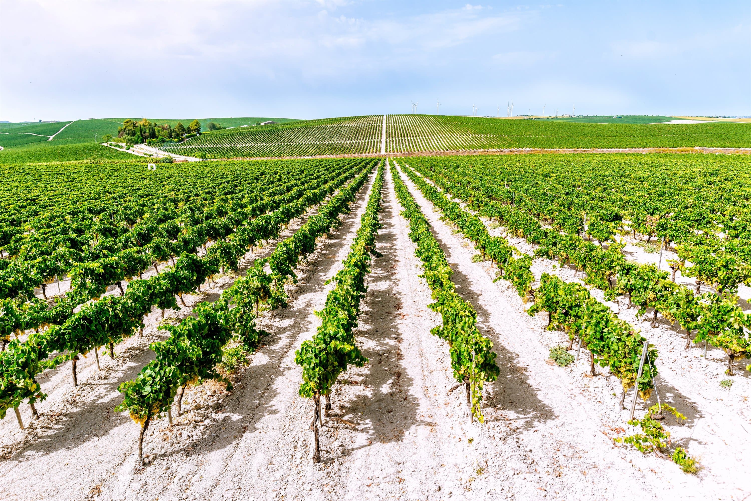 Rows of vines on white albariza soil in the Jerez-Xérès-Sherry wine region