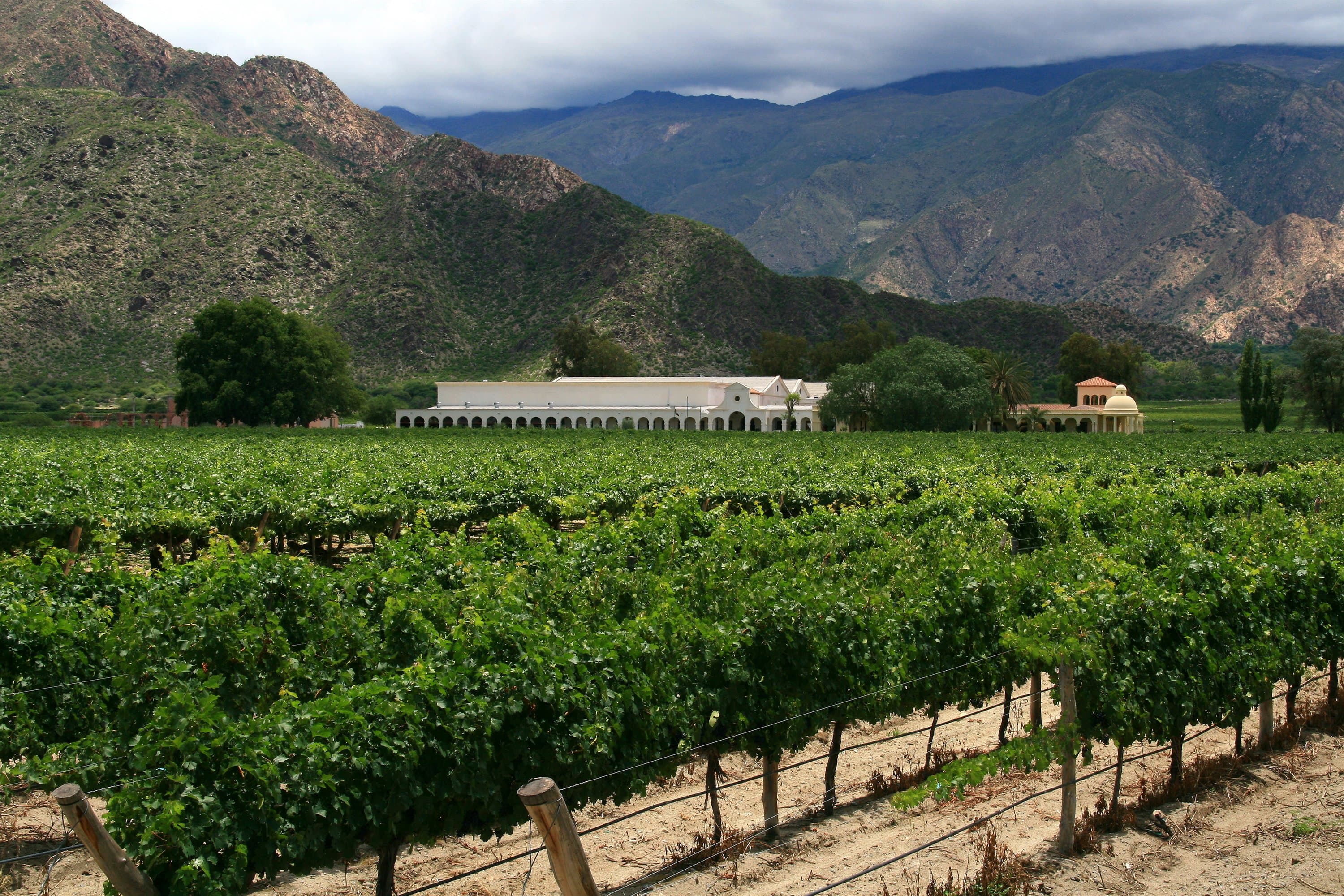 Rows of vines in front of a winery building and steep mountains near Cafayate, Salta, Argentina